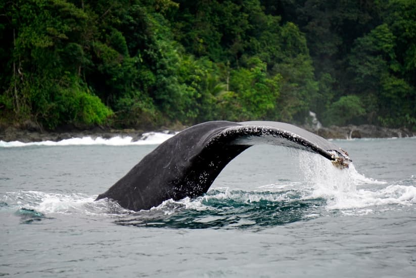 Ballenas jorobadas en Nukuí