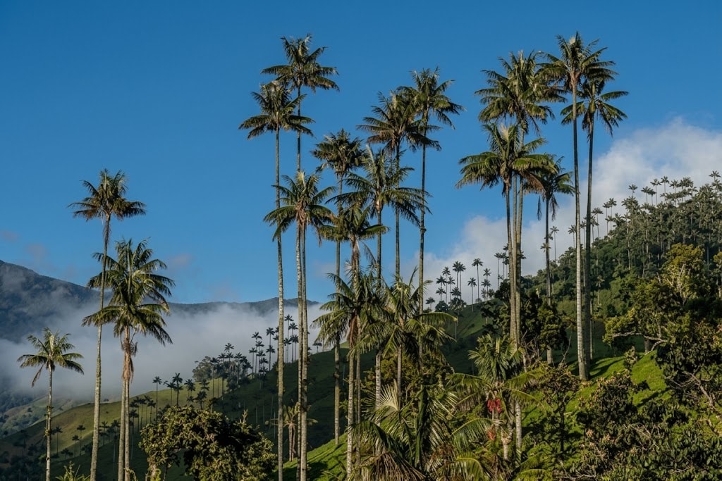 Palmas de cera en Tolima, Colombia