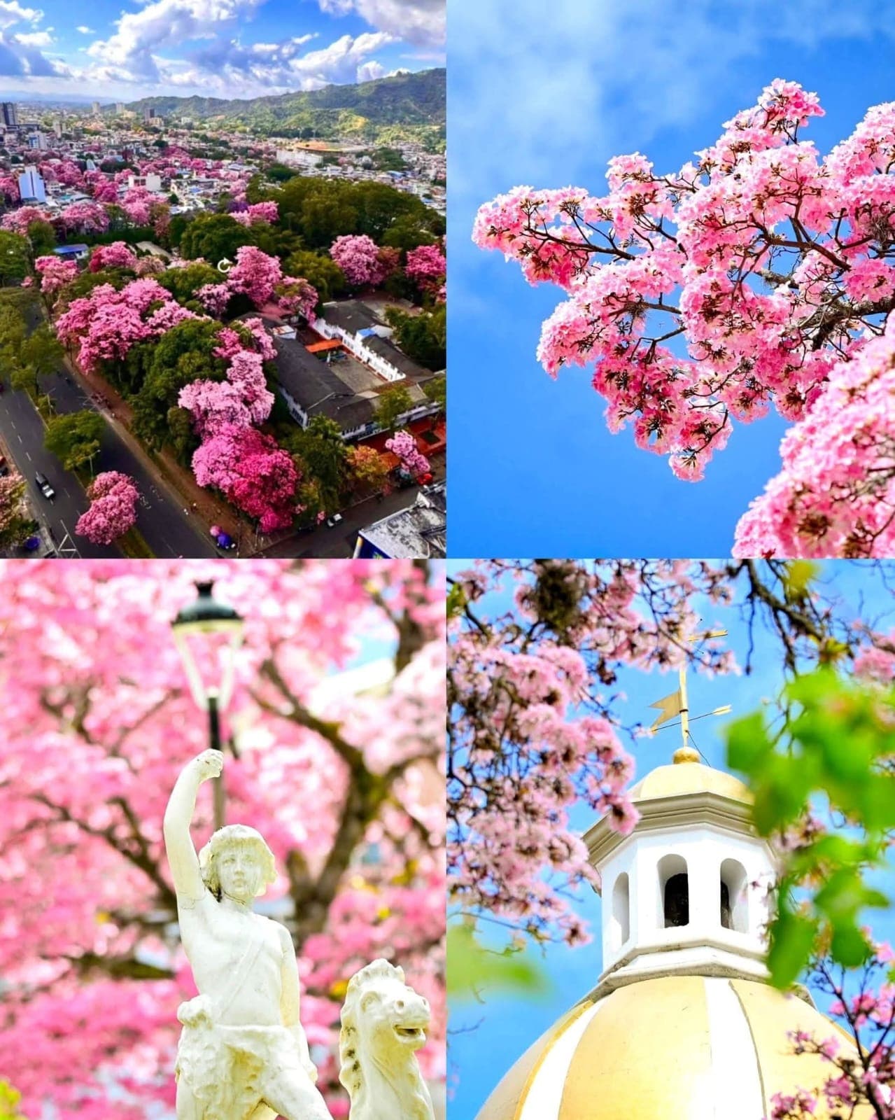 Collage de guayacanes, ciudad e iglesia