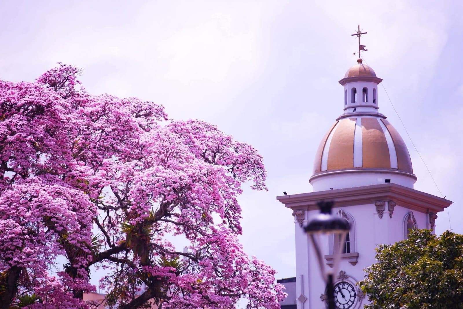 Torre de iglesia con guayacán rosado