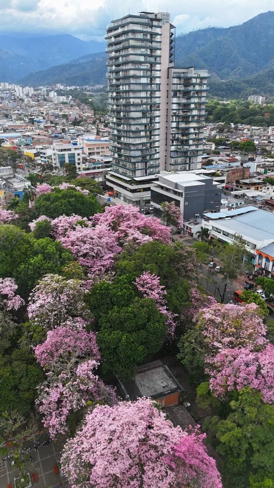 Vista aérea - Guayacán en flor