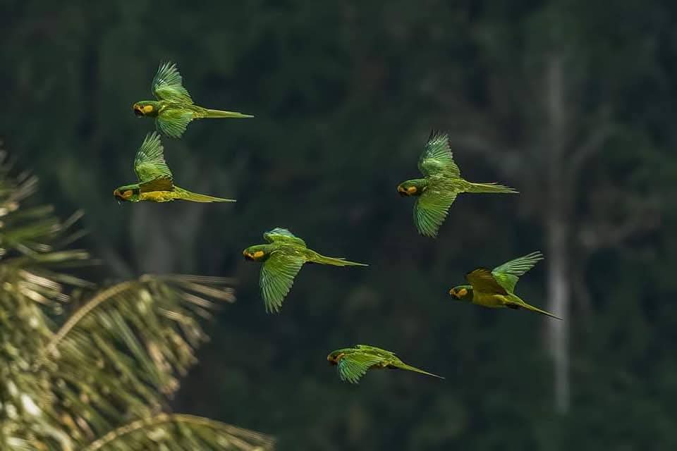 Bandada de loros volando en el bosque