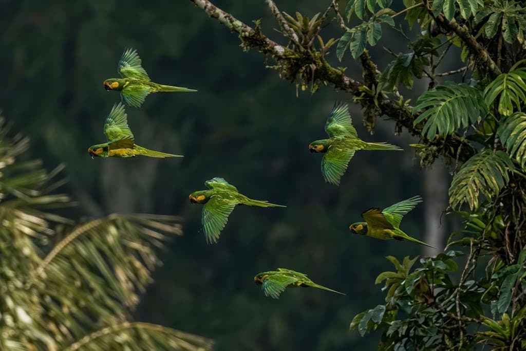 Grupo de loros orejiamarillos volando en formación con sus alas verdes extendidas sobre el fondo oscuro de la vegetación del bosque.