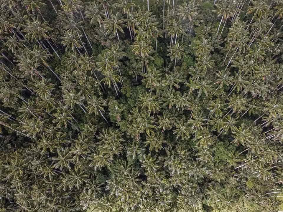 Bosque de palmas de cera - vista aérea con drone