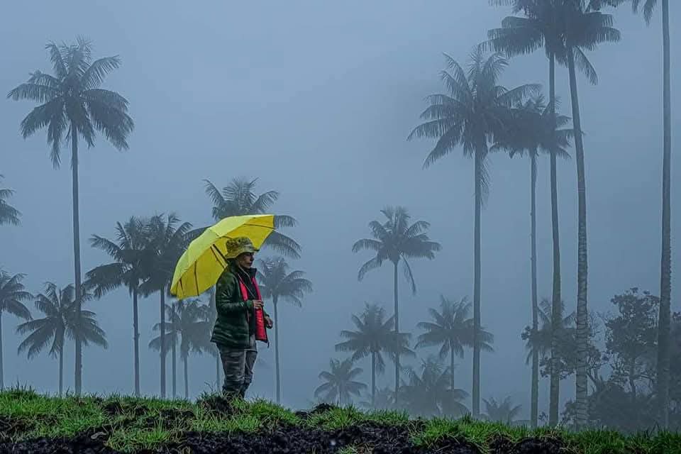 Campesino con paraguas entre palmas de cera