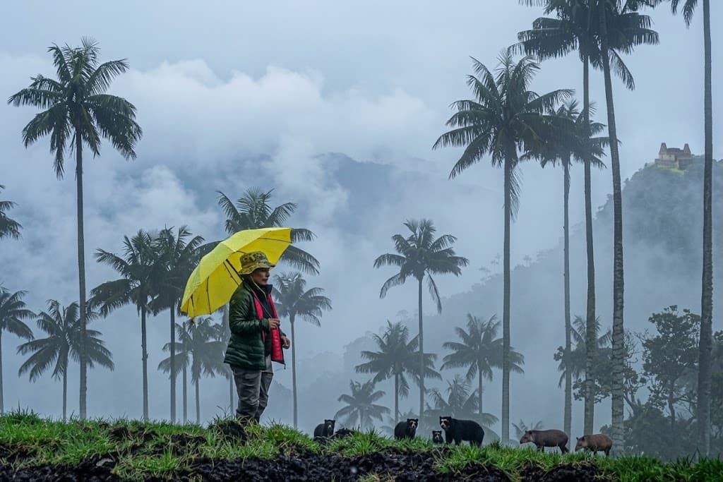 Caminante con sombrilla amarilla observando osos de anteojos y tapires en un paisaje místico de palmas de cera cubierto por la niebla.