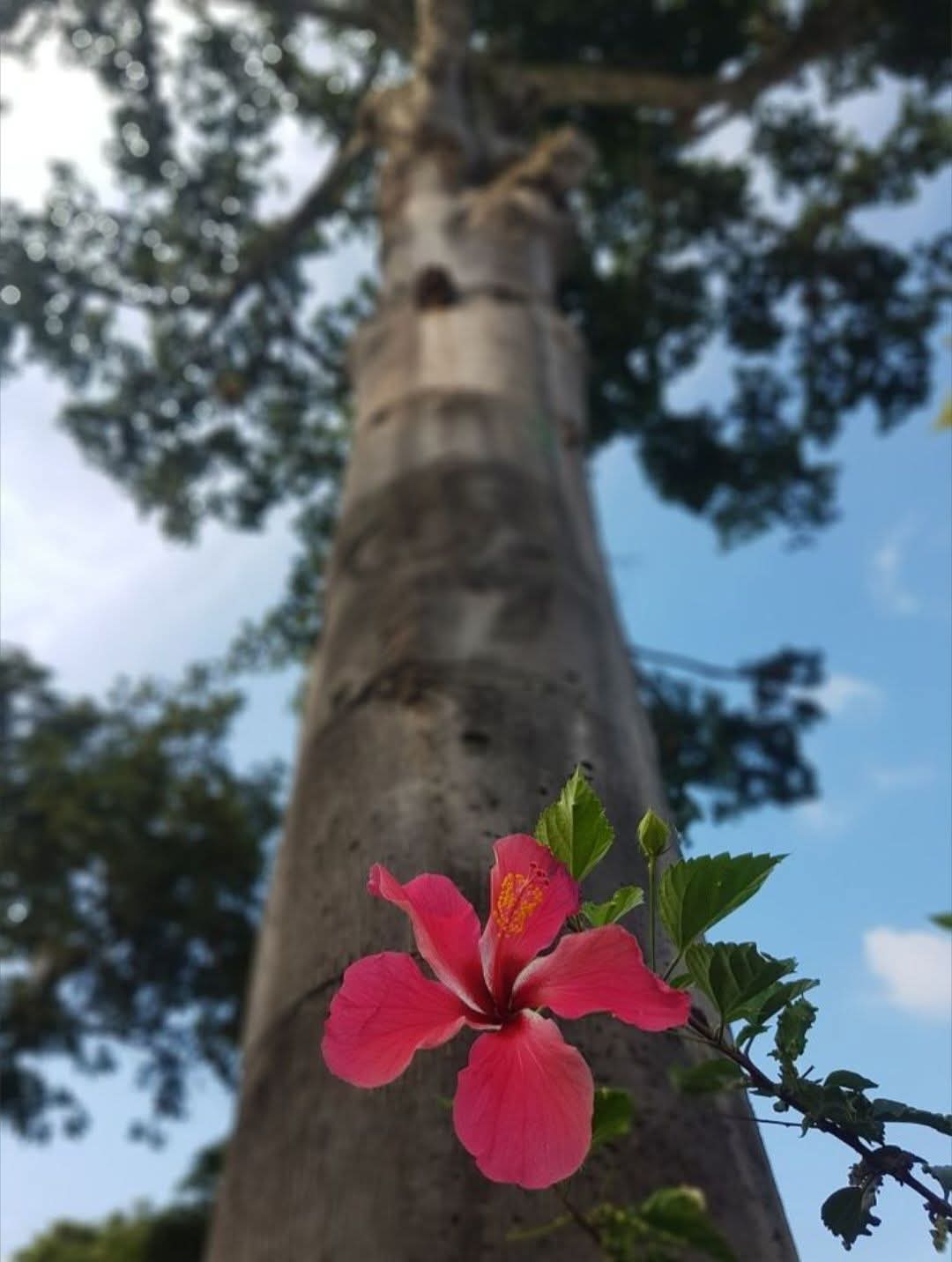 Hibisco rojo con Palmera tropical