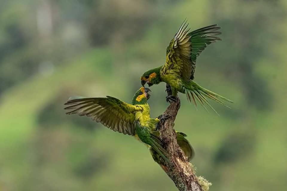 Loros y periquitos peleando en rama