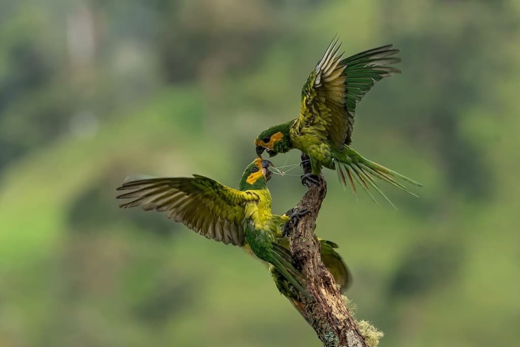 Dos loros orejiamarillos de plumaje verde y amarillo interactuando con las alas abiertas posados en una rama seca frente a un fondo de montaña verde desenfocado.