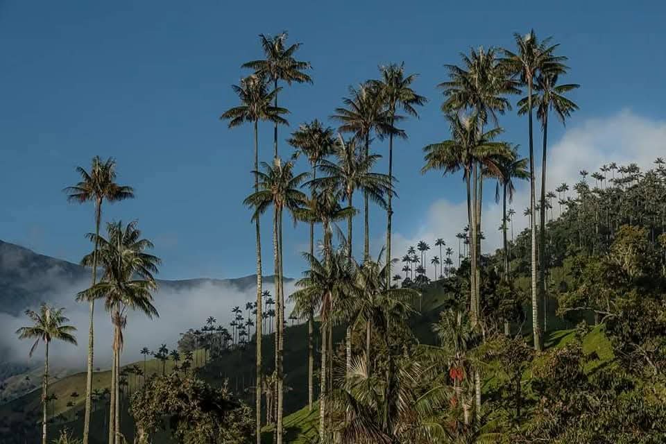 Palmas de cera en ladera verde con cielo azul