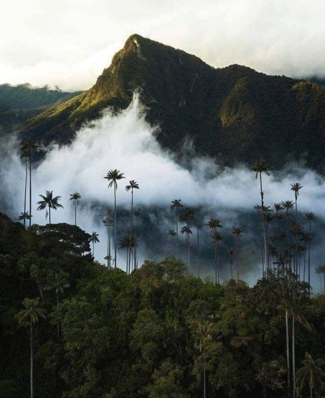 Palmas de cera con niebla en montaña