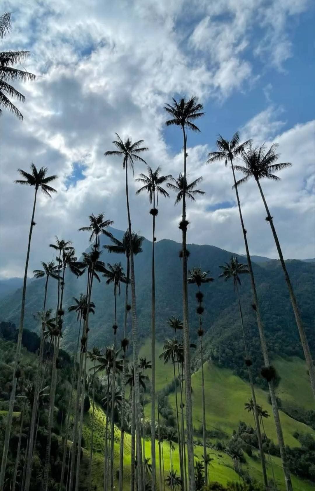 Palmas de cera en valle con cielo nublado