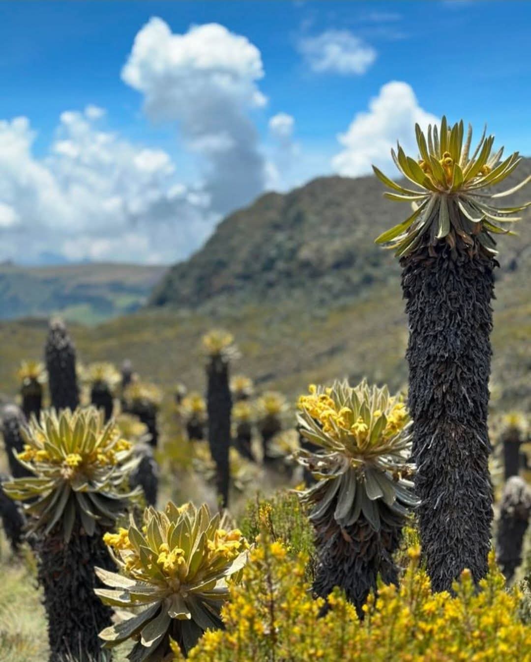 Páramo con frailejones