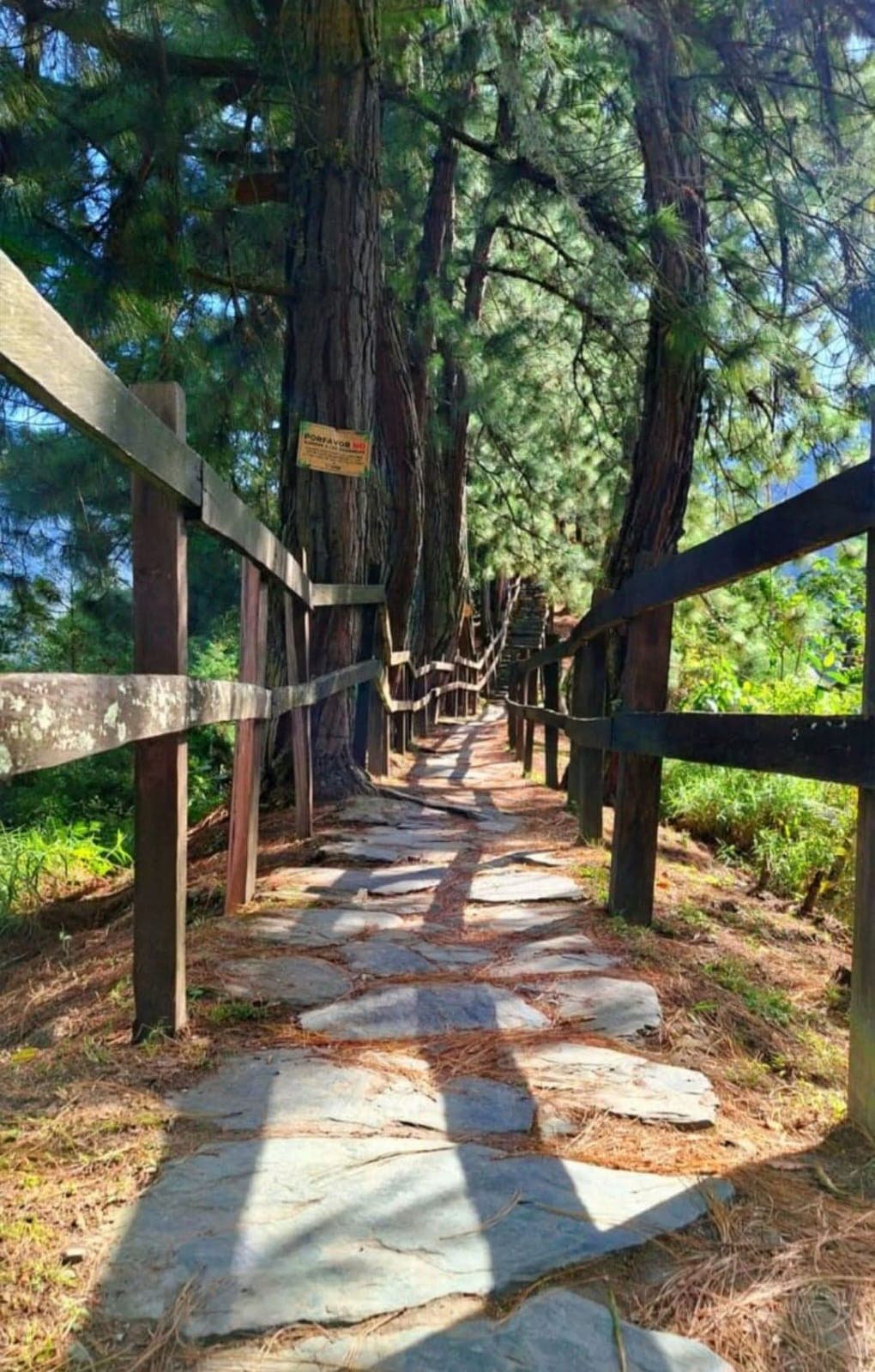 Sendero ecológico con pinos y barandal