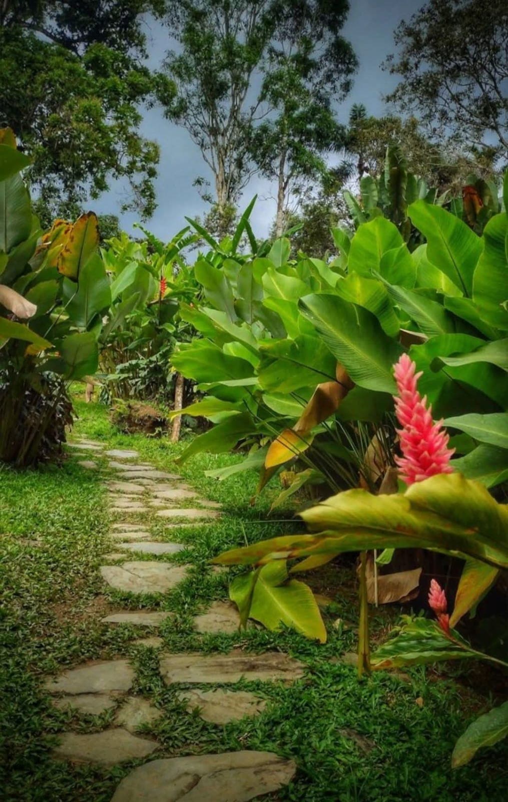 Sendero con piedras y vegetación tropical